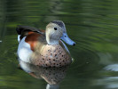 Ringed Teal (WWT Slimbridge October 2011) - pic by Nigel Key